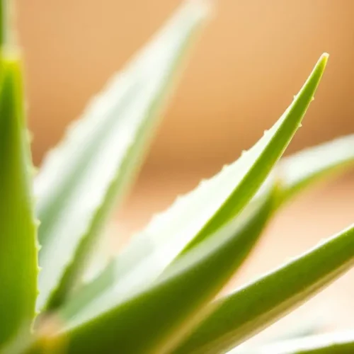 Aloe Vera and Aging: Can It Really Reduce Wrinkles?